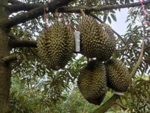 ประกาศ ซื้อ-ขาย-เช่า อสังหาริมทรัพย์ ประกาศ ซื้อ-ขาย-เช่า ทั่วไทย. ประกาศ ซื้อ-ขาย-เช่า อสังหาริมทรัพย์